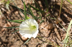 Ipomoea simplex