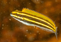 Petroscirtes fallax