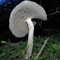 Helvella fibrosa