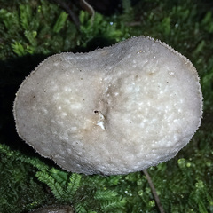 Helvella fibrosa