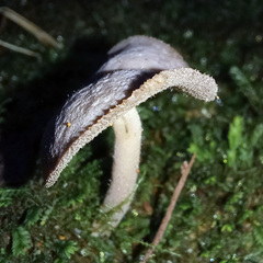 Helvella fibrosa