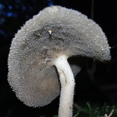 Helvella fibrosa