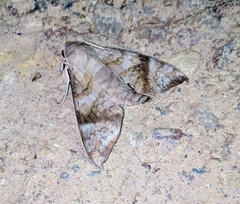 Acosmeryx pseudonaga