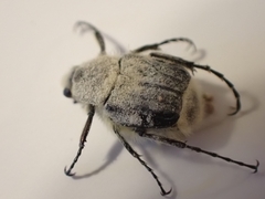 Trichiotinus piger