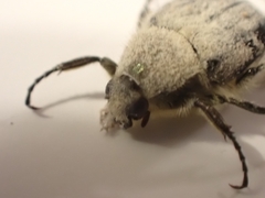 Trichiotinus piger