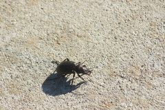 Calosoma cancellatum