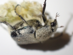 Trichiotinus piger