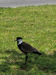 Vanellus spinosus