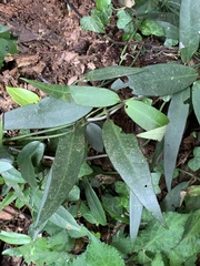 Gardneria multiflora