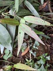 Gardneria multiflora