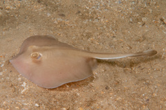 Kapala Stingaree photo 2