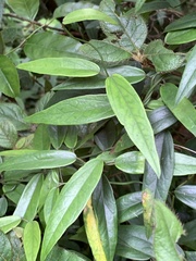 Gardneria multiflora