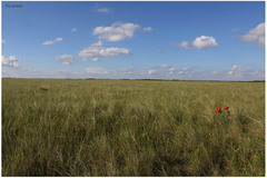 Hesperostipa spartea
