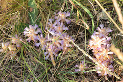 Phelipanche caesia
