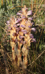 Phelipanche caesia