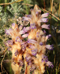 Phelipanche caesia