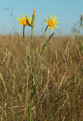 Tragopogon dasyrhynchus