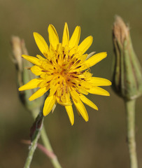 Tragopogon dasyrhynchus