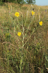 Tragopogon dasyrhynchus