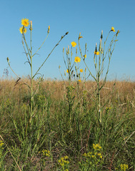 Tragopogon dasyrhynchus