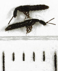 Leptacinus pusillus