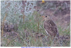 Anthus spragueii