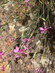 Dianthus orientalis