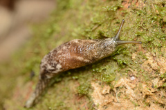 Cystopelta bicolor