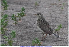 Anthus spragueii