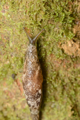 Cystopelta bicolor