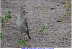 Anthus spragueii