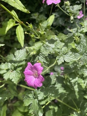 Geranium versicolor