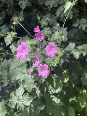 Geranium versicolor