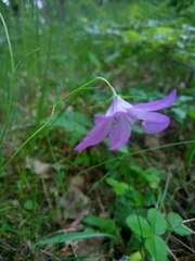 Campanula stevenii