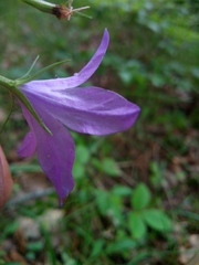 Campanula stevenii