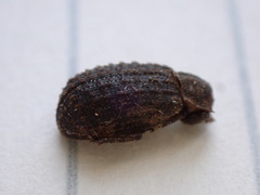 Trox scaber