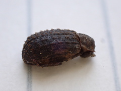 Trox scaber