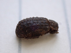 Trox scaber