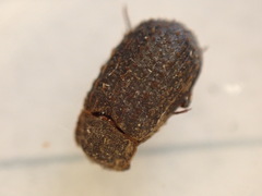 Trox scaber