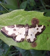 Lomaspilis marginata