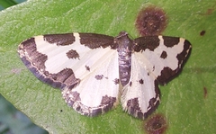 Lomaspilis marginata