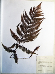 Athyrium sinense