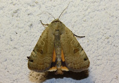 Noctua orbona