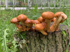 Pholiota