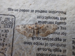 Eupithecia linariata