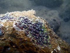 Cladangia exusta