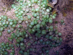 Caulerpa chemnitzia