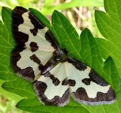 Lomaspilis