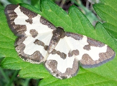 Lomaspilis
