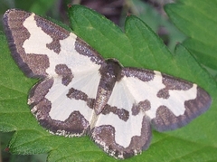 Lomaspilis